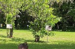 Pfingstmontag: 100Jahre Schönstätter Marienschwestern, Liebfrauenhöhe
